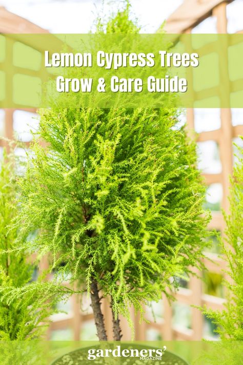 Lemon Cypress Trees Grow & Care Guide Cupressus Macrocarpa, Cypress Plant, Lemon Cypress, Topiary Plants, Planting Shrubs, Garden Guide, Cypress Trees, Tree Care, Evergreen Shrubs