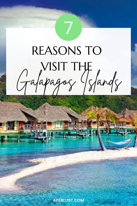 7 Reasons to Visit the Galapagos Islands – Adventure Awaits The Galapagos Islands, Galopogos Islands, Galapos Islands, Galapogas Islands, Equador Travel, Galapagos Islands Travel, Galapagos Island, Galapagos Ecuador, Enchanted Island