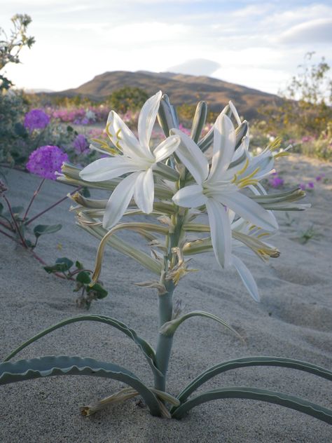 Hesperocallis undulata "desert lily" Desert Flower Aesthetic, White Desert Aesthetic, Desert Flowers Aesthetic, Desert Lily, Lilies Drawing, Desert Rose Plant, Desert Flowers, Desert Plants, Nature Plants