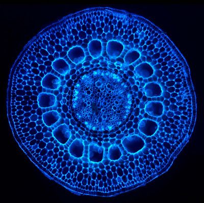 A section of the lower stem of a water milfoil Myriophyllum sp. a type of freshwater aquatic plant. Here stained with a fluorescent dye. Microscopic Art Forms In The Human Cell, Plant Cell Structure, Fluorescence Microscopy, Microscopic Photography, Micro Photography, Photo Macro, The Human Eye, Plant Cell, Microscopes