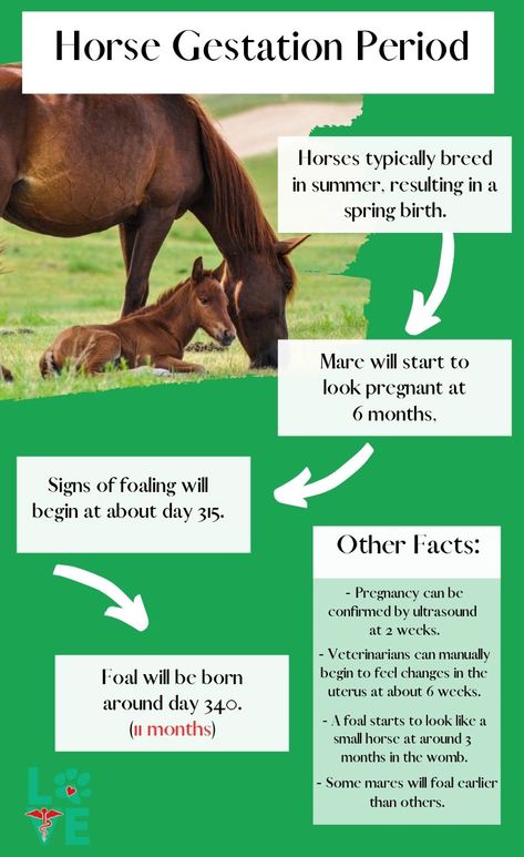 Horse Gestation Horse Breeding Tips, Horse Information Sheet, Horse Worming Schedule, Equine Vet Tech, Equine Vet, Horse Healing, Equine Veterinarian, Rare Horse Breeds, Equine Veterinary