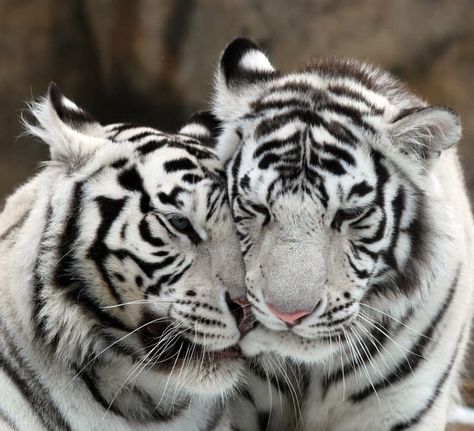 #2 Male tigers fearlessly defend their mating partner and may even kill for them Male Horse, Snow Tiger, Romantic Games, White Tigers, Tiger Pictures, Wild Animals Pictures, In The Zoo, Types Of Animals, White Tiger