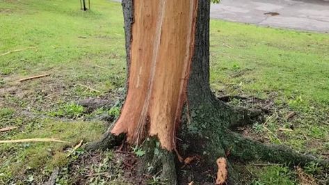 Freaky Scar From Lightning Strike Lightning Strike, Weather Channel, The Weather Channel, Lightning Strikes, Missouri, Did You Know, Trees