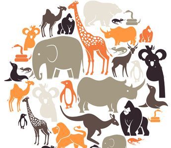 Most children are fascinated by animals and often have an animal that is a particular favorite. This lesson explores the classification system used to identify animals. Classifying Animals, Animal Classification, Kingdom Animalia, Icon Set Vector, Zoology, Gifted Kids, Zoo Animals, Free Vector Art, An Animal