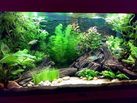 Betta Fish Tank Ideas, Fish Tank Themes, Amazing Aquariums, Lots Of Plants, Cool Fish Tanks, Aquascape Design, Fish Tank Design, Betta Aquarium, Tropical Fish Tanks