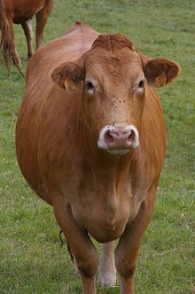 Limousin cow Limousin cattle are a breed of highly muscled beef cattle originating from the Limousin and Marche regions of France. The breed is known as Limousine in France. Limousins were first exported from France in significant numbers in the 1960s and are now present in about 70 countries. They are naturally horned and have a distinctive lighter wheat to darker golden-red colouring, although international breeders have now bred polled (do not have horns) and black Limousins. Limousin Cow, Cow Furniture, Limousin Cattle, Cow Breeds, Raising Cattle, Cattle Breeds, Moo Moo, Beef Cattle, Farm Cow