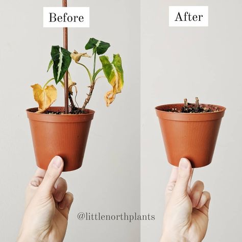 N....⚜️ Jacquelyn on Instagram: “Guilty pleasure: I love chopping plants back to the stump and watching them grow back 🙈 This syngonium wendlandii hasn't been happy with…” Syngonium Wendlandii, Guilty Pleasure, Guilty Pleasures, I Love, Plants, On Instagram, Instagram