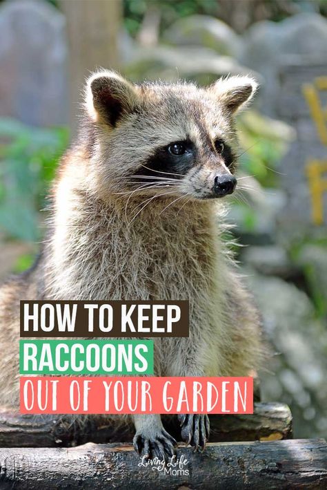 Raccoon Repellent, Getting Rid Of Raccoons, Irish Spring Soap, Raccoon Drawing, Raccoon Art, Better Homes And Garden, Garden Pests, How Do I Get, Racoon