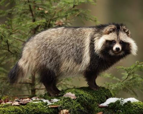 beautiful-wildlife: Raccoon Dog by Jirí Míchal Use code... Japanese Raccoon Dog, Bizarre Animals, Raccoon Dog, Cute Raccoon, Unusual Animals, Wild Dogs, Animal Wallpaper, Animal Planet, Dog Gifs