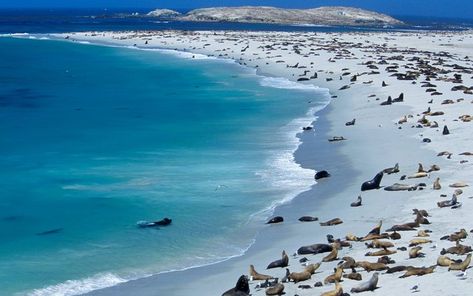 Sea Lions, Point Bennett, San Miguel Island, Channel Islands National Park, California Channel Islands California, San Miguel Island, California Parks, Channel Islands National Park, How To Sleep, Visit California, California National Parks, Sea Island, Channel Islands