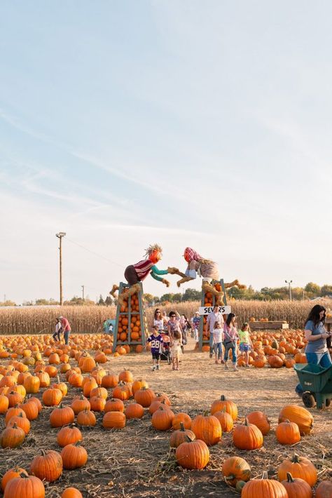 Embrace the most colorful season with your favorite fall events like picking pumpkins to celebrating the melting pot of cultures that exist in the Upper Midwest. German Festival, Cultural Dance, Native American Dance, Thanksgiving Parade, Harvest Fest, Custer State Park, Minnesota Travel, Fall Events, Fall Festival