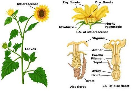 Sunflowers – Planting to Harvest Planting   The seed is about half an inch long. It has a hard, striped covering. The covering  protects ... Root Diagram, Plant Taxonomy, Plant Tissue Culture, Plant Anatomy, British Vs American, Kansas Day, Sunflower Plant, Spongebob Coloring, Plant Structure