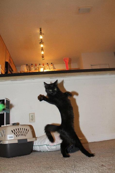 Care to dance?https://ift.tt/2CaQg0z Cat Stands, Dancing Cat, A Black Cat, Funny Cat Pictures, Cute Animal Pictures, Funny Cat Videos, Funny Animal Pictures, Crazy Cat Lady, 귀여운 동물