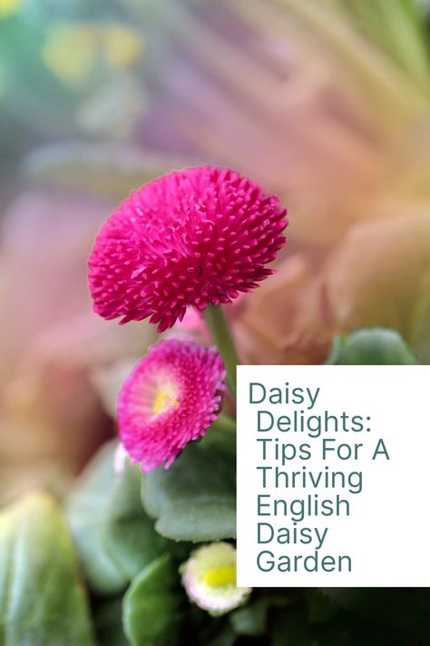 Discover the joys of growing English Daisies with our comprehensive guide! Learn how to cultivate these charming, vibrant flowers that bring a burst of color to your garden. Our tips cover everything from ideal planting conditions to care techniques, ensuring your daisies thrive and bloom beautifully. Perfect for both novice and experienced gardeners, this guide will help you create a delightful display of these classic and beloved flowers. 🌼🌱 #EnglishDaisy #GardeningTips #FlowerGarden English Daisy, Leafhopper, Rooting Hormone, Early Spring Flowers, Powdery Mildew, Flower Farmer, Liquid Fertilizer, Replant, Vibrant Flower