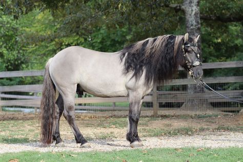 Highland Pony, Horse Markings, Horse Coat Colors, Horse Story, Pony Breeds, Horse Games, Horse Inspiration, Horses And Dogs, Horse Drawings