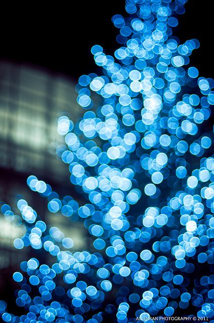 Blue Christmas Tree By allenran 917 Blue Christmas Lights, Lights Aesthetic, Blue Lights, Blue Christmas Tree, Winter Blues, Christmas Tree Lighting, Christmas Love, Twinkle Lights, Blue Christmas