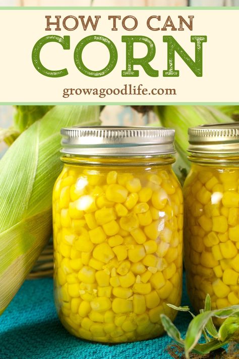 There is nothing like the flavor of freshly harvested corn. Take advantage of the abundance of crisp sweet corn and preserve it for winter meals. Learn how to can corn into shelf stable jars for your pantry food storage. How To Can Corn, Freezing Fresh Corn, Canned Corn Recipes, Pickled Corn, Canning Corn, Pantry Food Storage, Corn Harvest, Sweet Corn Recipes, Can Corn