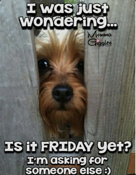 Happy Friday Humour, Is It Friday Yet, Is It Friday, Dog Peeking, It Friday, Good Morning Funny Pictures, Thursday Quotes, Friday Quotes Funny, Almost Friday