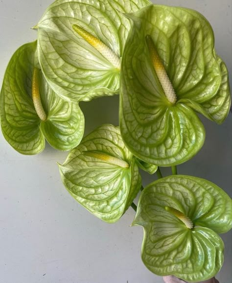 Green Anthurium Bouquet, Green Anthurium Arrangement, Anthuriums Flowers, Wedding Anthurium, Anthurium Wedding, Anthurium Arrangement, Green Anthurium, Anthurium Bouquet, Green Tablescape