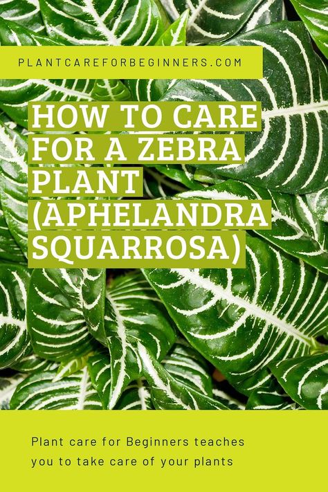 Aphelandra Squarrosa, Cat Safe Plants, Plant Care Guide, Air Layering, Natural Pesticides, Zebra Plant, Plant Guide, Good Environment, Top Soil