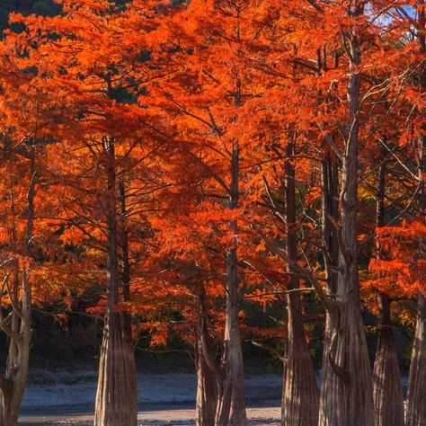 Bald Cypress - Fall color & Deciduous. Perfect for east side of the house. Pacific Dogwood, Spring Blooming Trees, Bald Cypress Tree, Fringe Tree, Trees For Front Yard, Landscaping Around Trees, Screen Plants, Bald Cypress, The Family Handyman