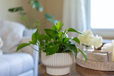 Find out which piece of furniture you shouldn't put your houseplants on. | 10 Things You Should Take Off Your Coffee Table to Declutter Plant On Coffee Table, Coffee Table Plant Decor, Table Plants Indoor, Plants For Coffee Table, Pothos In Water, Coffee Table Plant, Coffee Table Plants, Ivy Plants, Pothos Plant