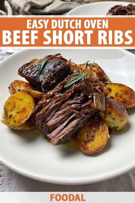 For an unforgettable meat course, learn how to cook our recipe for Dutch oven bone-in short ribs. Braised for hours and hours in an aromatic liquid with balsamic vinegar, soy sauce, beef stock, and fresh rosemary, they are incredibly tender and flavorful. Read more now on Foodal. #dutchovenrecipes #shortribs #foodal Oven Short Ribs Recipe, Dutch Oven Short Ribs, Oven Short Ribs, Beef Short Rib Recipes Oven, Short Ribs Dutch Oven, Soy Sauce Beef, Short Ribs In Oven, Short Rib Recipes Oven, Short Ribs Braised