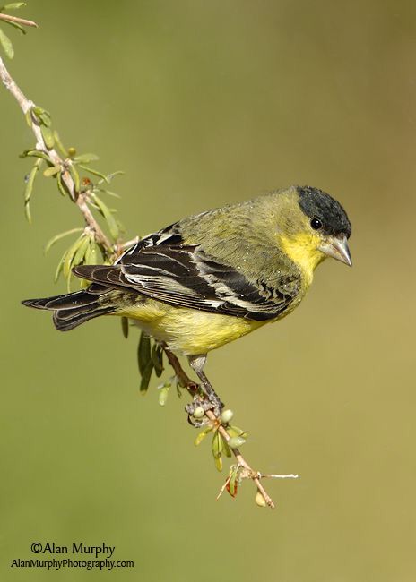 Finch Drawing, Goldfinch Painting, Lesser Goldfinch, California Birds, Hawfinch, Bird Images, Siskin, Chaffinch, Bullfinch