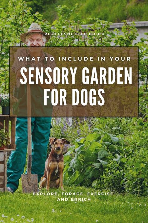 Garden For Dogs, Garden Retreat Ideas, Backyard Dog Area, Dog Friendly Garden, Dog Friendly Backyard, Dog Backyard, Garden Retreat, Dog Yard, Dog Playground