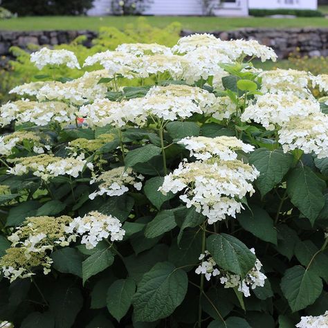 Hard-to-Find Hydrangeas | White Flower Farm Clematis Paniculata, Hydrangea Arborescens Annabelle, Pruning Hydrangeas, Smooth Hydrangea, Autumn Clematis, Hydrangea Arborescens, Hydrangea Quercifolia, Panicle Hydrangea, White Flower Farm