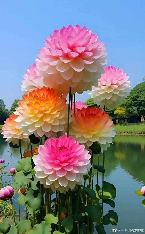 Good Morning Beautiful Flowers Nature, Daliah Flower, Saturday Happy Weekend, Beautiful Roses Flowers, Flower Garden Images, Flowers For Mom, Hibiscus Plant, Good Morning Beautiful Flowers, Lovely Friends