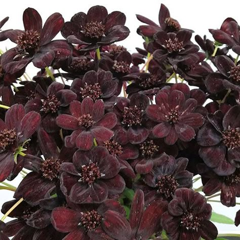 Chocolate Cosmos Flower Aesthetic, Chocolate Cosmos Aesthetic, Goth Bedrooms, Chocolate Cosmos Flower, Goth Flowers, Rigor Mortis, Chocolate Cosmos, Gothic Flowers, Goth Garden