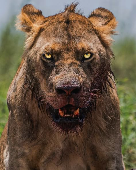 Scary Lion, African Animals Photography, Wild Animals Photography, Lion Photography, Lions Photos, Scary Animals, Wild Animals Pictures, Lion Images, Lion Pictures