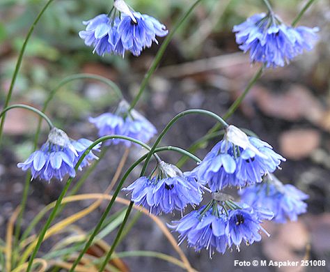 Allium beesianum - http://www.aspaker.no Allium Azureum, Plants With Flowers, English Cottages, Beautiful Plants, English Cottage, Chocolate Box, Rock Garden, Dream Garden, Pale Blue