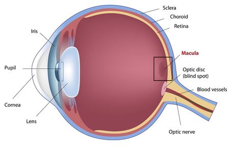 Eye Supplements, Vision Health, Eye Vitamins, Lungs Health, Vision Eye, Vision Problems, Healthy Eyes, Dry Eyes, Eye Strain