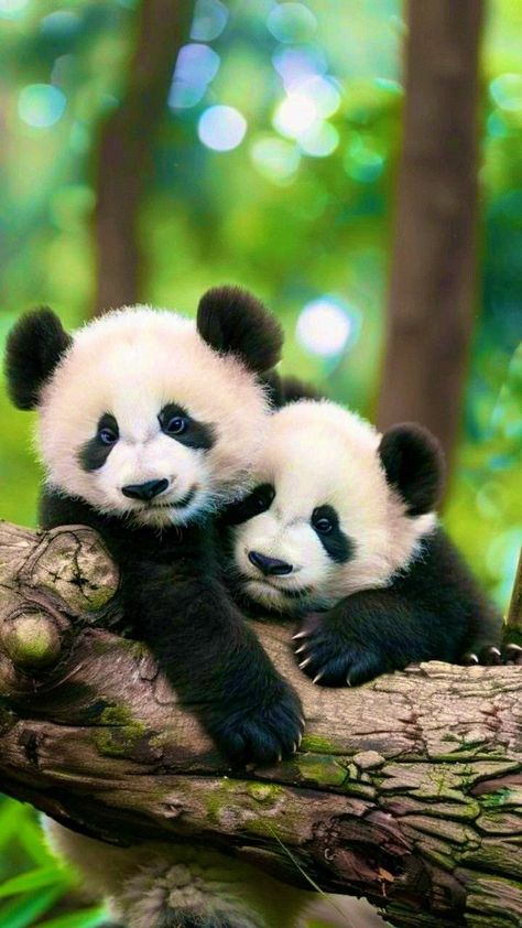 Two Pandas, Baby Animals Real, Raccoon Family, Panda Tattoo, Beautiful Nature Wallpaper Hd, Panda Bears, Panda Love, Wood Burning Art, Giant Panda