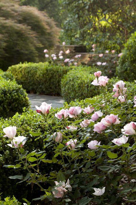 Formal Gardens, Plant Combinations, Romantic Garden, Design Studios, Gorgeous Gardens, Country Gardening, English Garden, Green Grass, Rose Garden