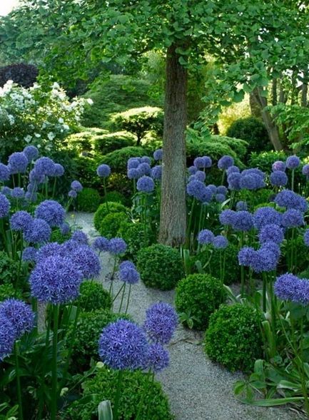 Agapanthus - beautiful! I love agapanthus. And love them with these rounded ?Boxwoods. Have Inspiration, Blue Garden, Gorgeous Gardens, Garden Spaces, Shade Garden, Front Garden, Garden Paths, Dream Garden, Backyard Garden