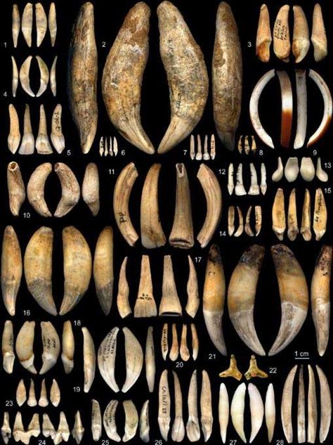 Typology of teeth used as personal ornaments in the Aurignacian 8 Reindeer, Personal Ornaments, Peabody Museum, Canine Tooth, Animal Teeth, Human Teeth, Fallow Deer, Ancient Origins, Animal Bones