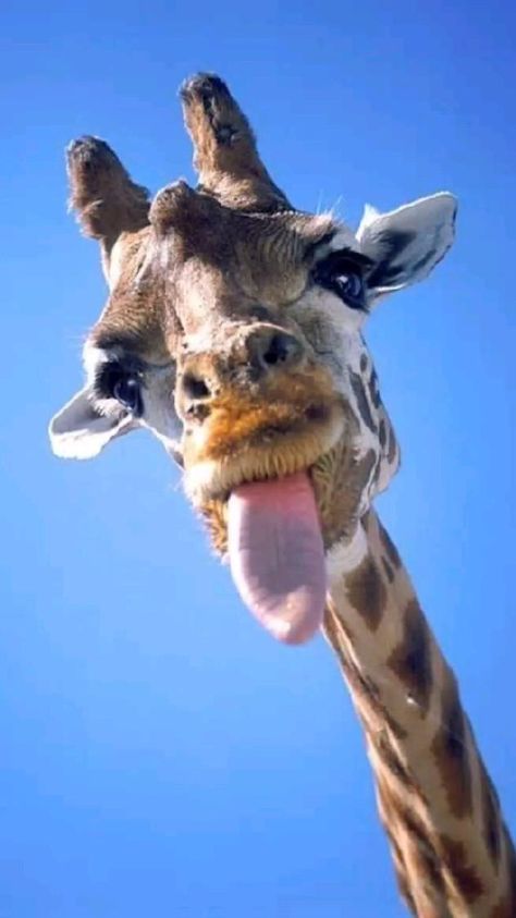 Summer Animals, Funny Animal Faces, Giraffe Pictures, Regnul Animal, Giraffe Art, Animal References, Cutest Animals, Cute Giraffe, Favorite Animals