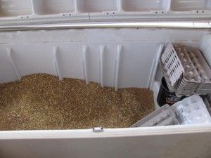 How to Store Animal Feed.  I like this idea.  We have a broken chest freezer, and I like mixing their feed, so it would be much easier and cheaper to buy in bulk and store it like this.  Would build a lean-to off the chicken house to protect it from the rain, and maybe put it up on pallets....off the back of the coop where it is hidden from view. Horse Feed Storage, Raising Farm Animals, Feed Store, Livestock Feed, Goat Barn, Grain Storage, Horse Feed, Chicken Feed, Horse Diy