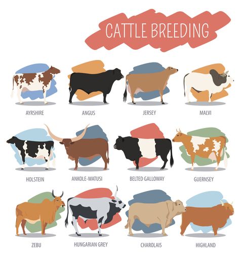 types of cows chart Cow Veterinarian, Cow Types, Cow Breeds Chart, Cow Breeds, Different Types Of Cows, Types Of Cows, Dexter Cattle, Livestock Judging, Breeds Of Cows