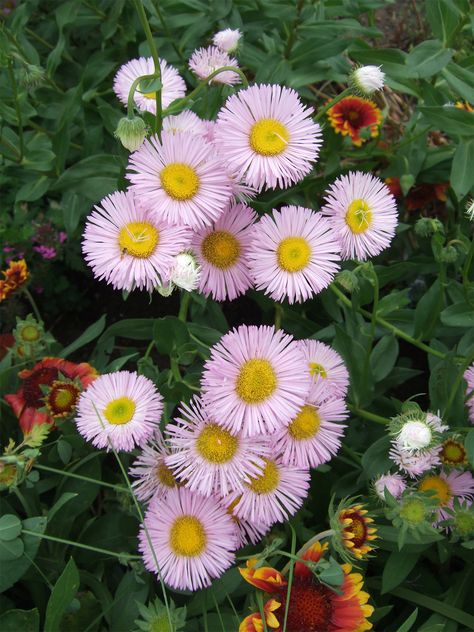 Central Valley California Gardening, Southern California Flower Garden, Santa Barbara Daisy, Native California Landscaping, Zone 9 Landscaping California, Southern California Landscaping, Low Maintenance Garden Plants, Southern California Garden, Highland Cottage