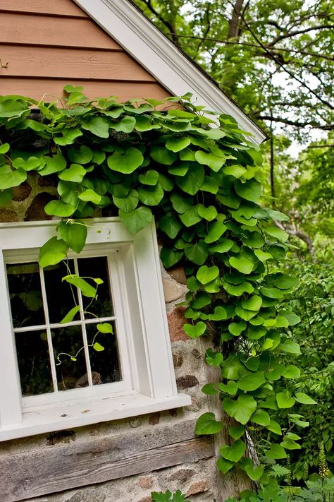 Evergreen Climbers For Shade, Perennial Flowering Vines, Vine Fence, Moonflower Vine, Hydrangea Vine, Urban Gardening Ideas, Vertical Garden Plants, Hydrangea Petiolaris, Rose Gardening