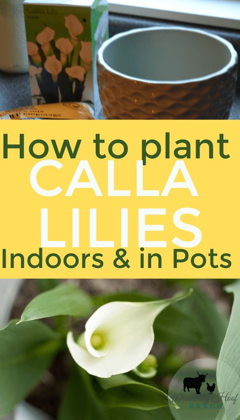 Cana Lillies, Cana Lily, Bulbs In Pots, Calla Lily Bulbs, Lily Plant Care, Plumeria Tree, Lily Care, Perennial Bulbs, Arum Lily