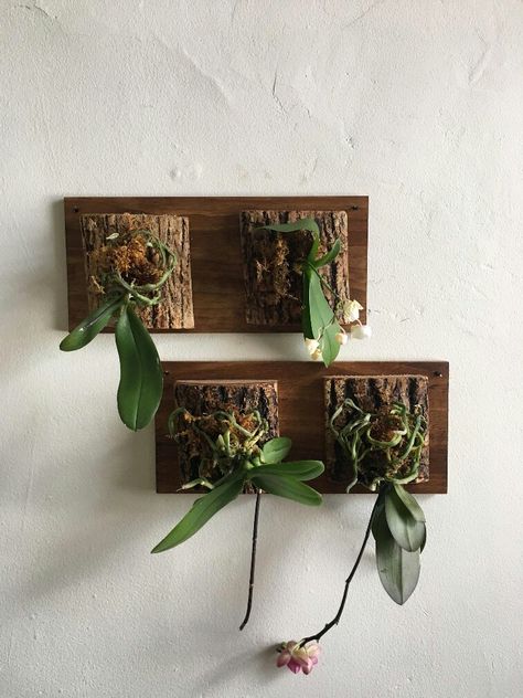 Orchid Mounting Ideas, Orchid Display Ideas, Hanging Plant Ideas, Orchid Display, Orchid Wall, Ideas For Small Apartments, Hanging Orchid, Indoor Orchids, Plant Display Ideas