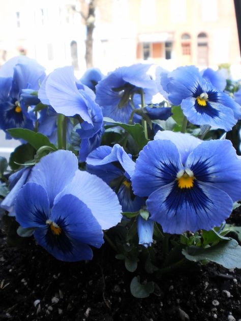 blue pansies =) Blue Pansy Tattoo, Pansy Photography, Pansy Tattoo, Blue Pansies, Blue Pansy, Celestial Wedding, Blue Room, Blue Garden, Favorite Flower