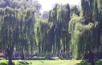 Willow Grove, Weeping Willow