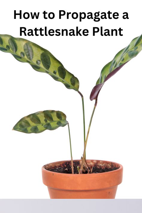 Boost your indoor jungle by propagating your Rattlesnake plant. Cut a leaf and stem, dip in rooting hormone, and plant in a pot with suitable mix. Keep in indirect sunlight and moist soil. Watch new growth emerge with patience! Rattlesnake Plant Propagation, Rattle Snake Plant Care, Calathea Rattlesnake Plant Care, Rattlesnake Plant Care, Rattlesnake Plant, Calathea Lancifolia, Inside Plants, Indirect Sunlight, Plant Health