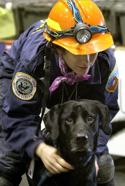 Top 10 Rescue Dogs from 9/11 Search And Rescue Dogs, Dog Hero, Ground Zero, Dog Search, Rescue Dog, Black Labrador, Black Lab, Animal Hospital, Search And Rescue